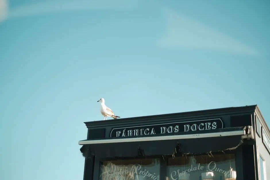A seagull perched on the rooftop of Fábrica dos Doces against a clear blue sky.