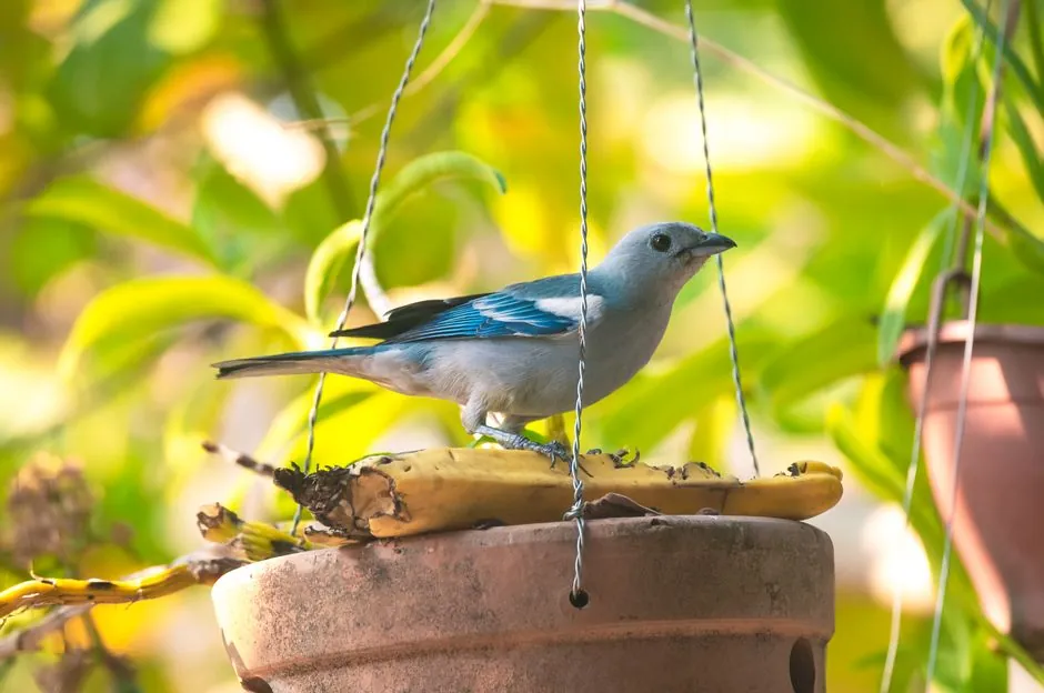 Azure-shouldered tanager feeding on banana in a vibrant Porto Velho garden.