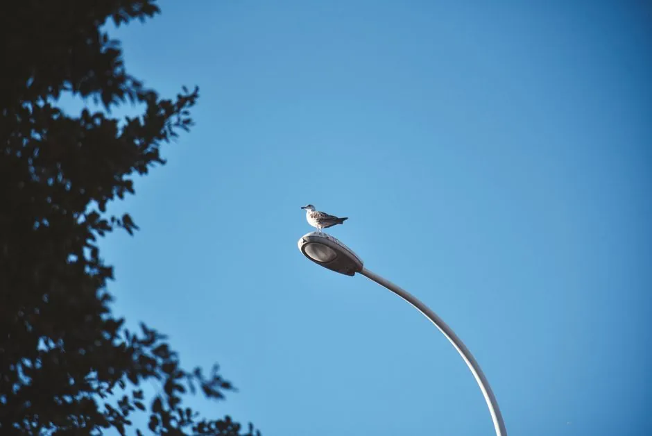 A seagull perches on a street light against a bright blue sky in Agadir, Morocco.