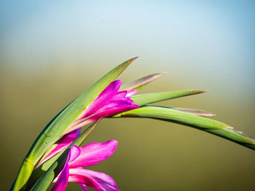 A striking close-up of a vibrant pink gladiolus flower with a blurred background.