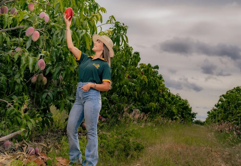 A woman reaches for a ripe mango in a lush orchard, signifying harvest time.
